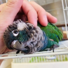 最新画像🌟初入舎です❢❢甘えんぼ❤︎人が大~好き❤︎シンジュウロコインコさん🪻❤︎