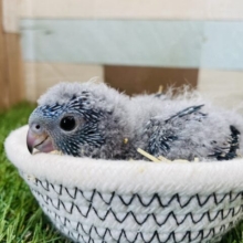 ぱっちりおめめのわたわた天使ちゃん😍サザナミインコのコバルト！！