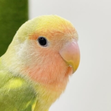 【最新画像更新】鮮やか✨優しいお顔が可愛すぎっ！コザクラインコ（タイガーチェリー）ヒナ