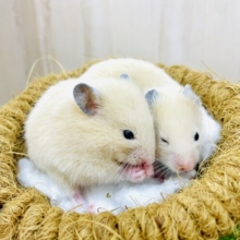 あと1匹です！キンクマちゃんズ🫶ハートがチクタク💓💗　キンクマハムスター　女の子