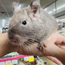 画像更新☆小粒なお目目が萌♡チョコレートカラーのデグー🎶