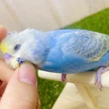 カキカキ大好き💓1人餌！最新画像🌟with me🐧ガーガーちゃんとおでかけする〜🩵💛　セキセイインコ　レインボー