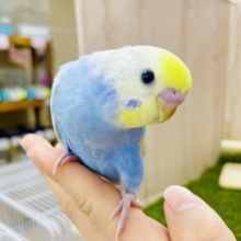 1人餌❤️‍🔥最新画像🌟華美💐💦🫧💦しゅわしゅわ炭酸ドリームインコ💦🫧💦　セキセイインコ　パステルレインボー