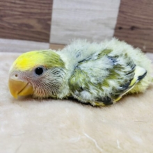 ぱっちりおめめの激きゃわコザたん😍コザクラインコのオリーブパイド！！