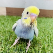 最新画像あります❣️輝くグリーンが素敵すぎます✨セキセイインコのパステルカラーレインボーパイド！！