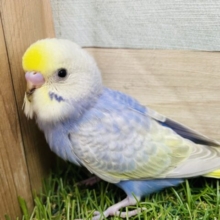 最新画像あります🩵淡いブルーのキュートなコ🩵セキセイインコのパステルレインボー🌈