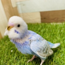 最新画像あります⭐️明るいブルーが可愛いコ😍セキセイインコのオパーリン！！