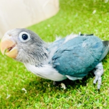 最新画像🌟☁️🫧アワ玉はっけ〜〜んっ🫧☁️ケロケロけろっぴー❣️❣️ ブルーボタンインコ