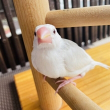 最新画像あります⭐️じーっと見つめてくれるんです❤️真っ白お餅のような白文鳥！