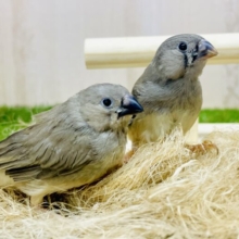 足並み揃えてわんつーわんつー🐾🐾🦜　キンカ鳥　のーまる