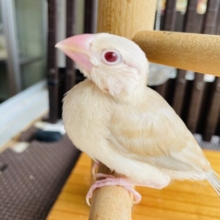最新画像あります✨みんなをトリコにしちゃう！ぱっちりおめめのシナモン文鳥ちゃん🤎