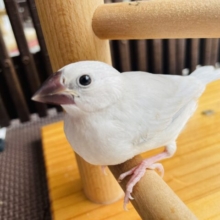 最新画像有ります☀️シルバーに輝くカッコいい文鳥さんです❗️シルバー文鳥✨