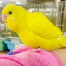 なれてるよ〜❣️1人餌❣️手のり🌟それって期待のエネルギー🫶🫶🫶←←🟡　セキセイインコ　ダブルファクター