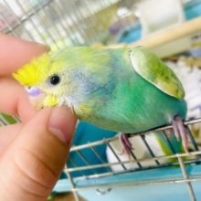 なれてるよ〜❣️1人餌❣️手のり🍏🍏これぞっっ💐華麗奔放な魅力〜〜🟢🟢🟢　セキセイインコ　パステルカラーレインボー系