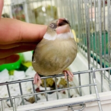 なれてるよ〜❣️1人餌❣️手乗り💓🌟🛹スケボー選手を目指す桜文鳥さん🛹　桜文鳥