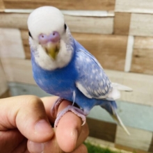 最新画像あります❣️青空カラーのとっても綺麗な子✨セキセイインコのスパングル！！