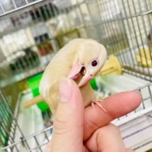 なれてるよ〜❣️1人餌❣️手のり💓🌟🛹相棒はスケボー🛹練習するよ〜　シナモン文鳥