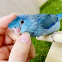 なれてるよ〜❣️1人餌❣️手のり💓あまあまにしてね〜マメたん🩵　マメルリハ　ブルー　男の子