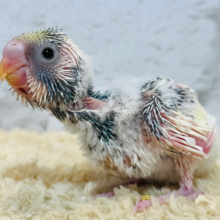 色々気になっちゃう！！好奇心旺盛‪☆セキセイインコ(クリームパイド) ヒナ