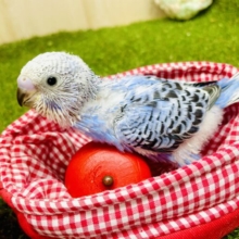 かわいいあの子のオシャレ事情🥴🥴🥴💓　セキセイインコ　オパーリン