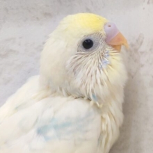 ふわり🫧優しいレモネード🍋セキセイインコ(パステルカラーレインボーパイド) ヒナ