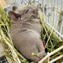 触れ合う程にハマります♡デグー(シルバー) 男の子