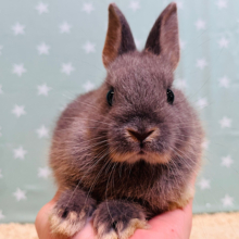 【動画更新🪄】手乗りうさっ🐰💙ネザーランドドワーフ(ブルーオター) 男の子