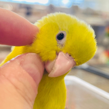 【最新画像更新🪄ひとり餌になりました！】ワクワクが止まらない‪☆マメルリハ(アメリカンイエロー) 女の子