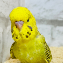 【最新画像更新🪄】針なしのミツバチさん🐝𓂃𓈒𓏸︎︎︎︎ジャンボセキセイインコ(シナモンオパーリン) ヒナ