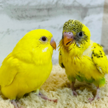 ピカピカ光る✨イエローコンビ🐣🐣セキセイインコ ヒナ