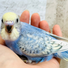 【最新画像更新🪄】最強にあざとい子♡セキセイインコ(パステルレインボースパングル) ヒナ
