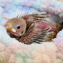 瞳の先に映るものは。。。シナモン文鳥 ヒナ