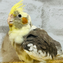 一緒に遊ぼう♪オカメインコ(パイド)