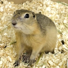 リチャードソンジリス  男の子  🐿💛