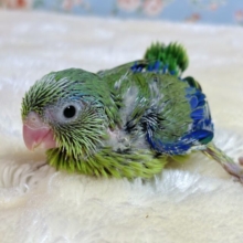 マメルリハ  ノーマルグリーン  男の子  💚🍏💙