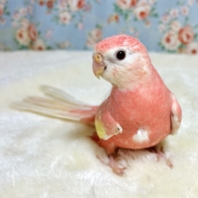 アキクサインコ  ルビノー（スーパーレッド）🍎🍑