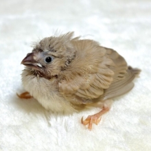 キンカチョウ  シナモン🧡🐥