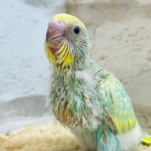 ふんわりやわらか🫧カメラ目線なら任せてね‪☆セキセイインコ(パステルカラーレインボー) ヒナ