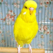 ジャンボセキセイインコ  ルチノー  🐥💛🌼
