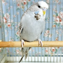 ジャンボセキセイインコ  シナモン系  🤎🤍️🩵