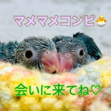 ★2羽限定★幸せの青い鳥の登場です🪽💙