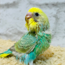 おめめきょろきょろ👀好奇心旺盛‪☆セキセイインコ(パステルカラーレインボー) ヒナ