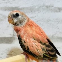 【最新画像・動画更新🪄】たっぷりの多幸感💕アキクサインコ(ローズ) ヒナ