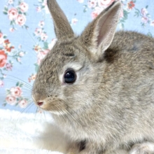 ネザーランドドワーフラビット  チェスナット 女の子  🌰🐰∗*ﾟ