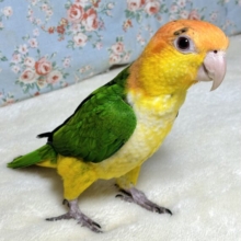 シロハラインコ  男の子  🐥🍊