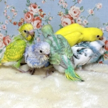 ふわふわセキセイインコのヒナが来てくれました〜🌟🐥