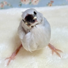 シルバー文鳥  💠🩶˚∗*ﾟ