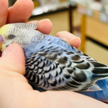 【最新画像更新🪄ひとり餌になりました！】ワタワタ天使がやって来た🧚‍♂️セキセイインコ(イエローフェイスオパーリン) ヒナ