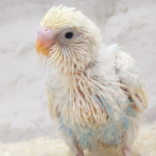ふわふわ系🫧淡々カラーの魅力溢れる♡セキセイインコ(パステルカラーレインボーパイド) ヒナ