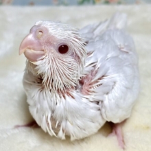 オカメインコ  ピュアホワイト  ‎🤍.°ʚ(・θ・)ɞ°.